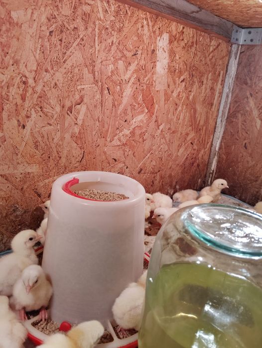 Продам суточный бройлер Рос _- 308