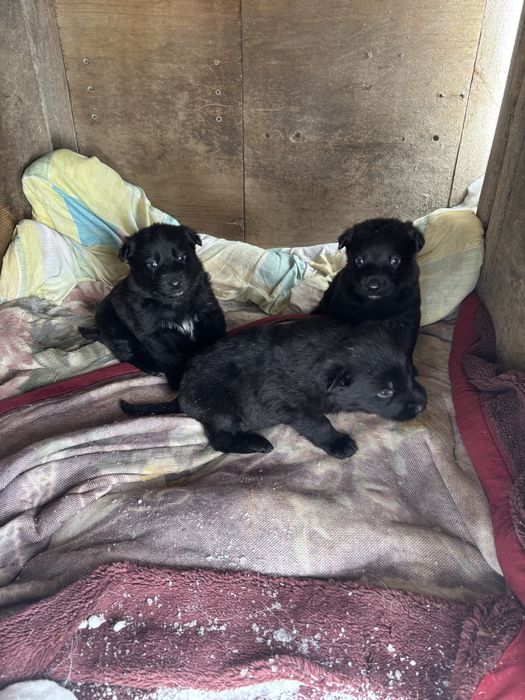 Отдам щенят в добрые руки