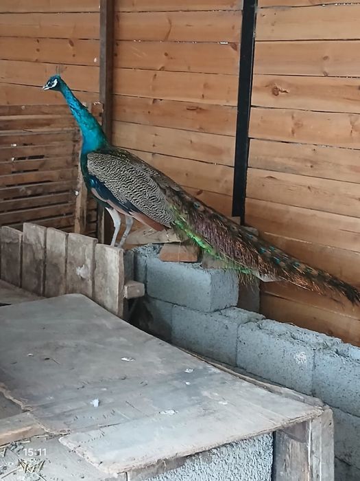 Павлиндар сатылады