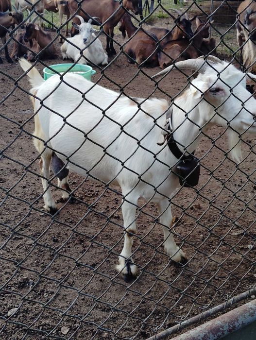 Vând capre și iezi