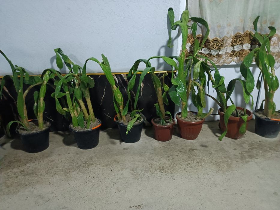 Chiroyli zõr gullar sotiladi