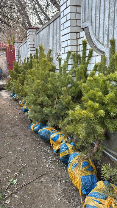 Сосна крымская 1-1,5м