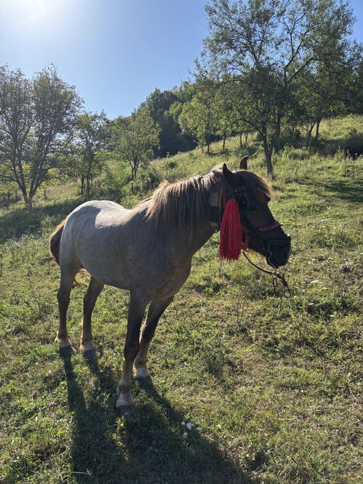 Vand mânză de 4/5 ani!