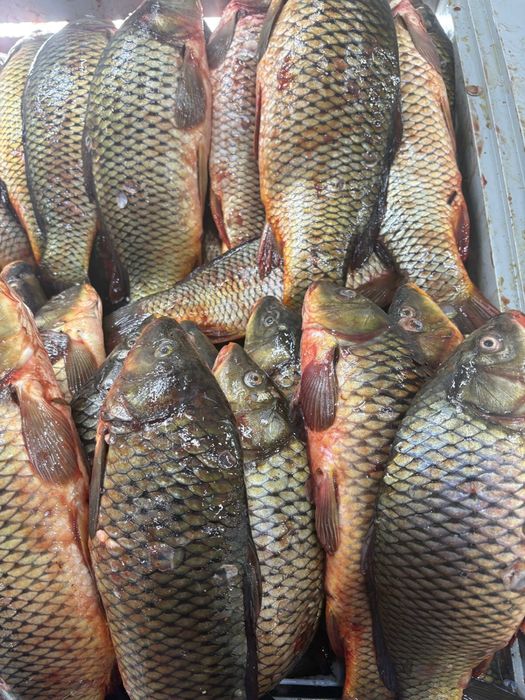 Свежая рыба 2000