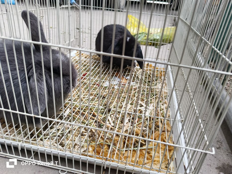 Karlik baran sotiladi