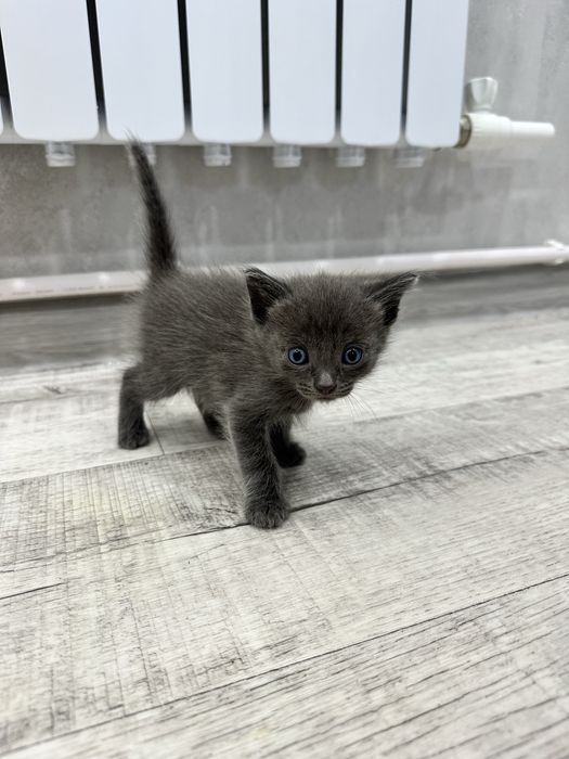 Отдам котят в добрые руки