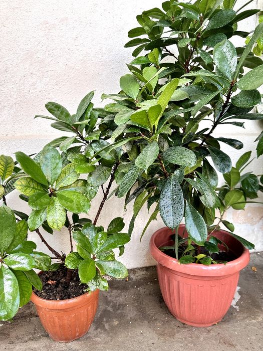 Gullar xonadon uchun Цветы для комнатные