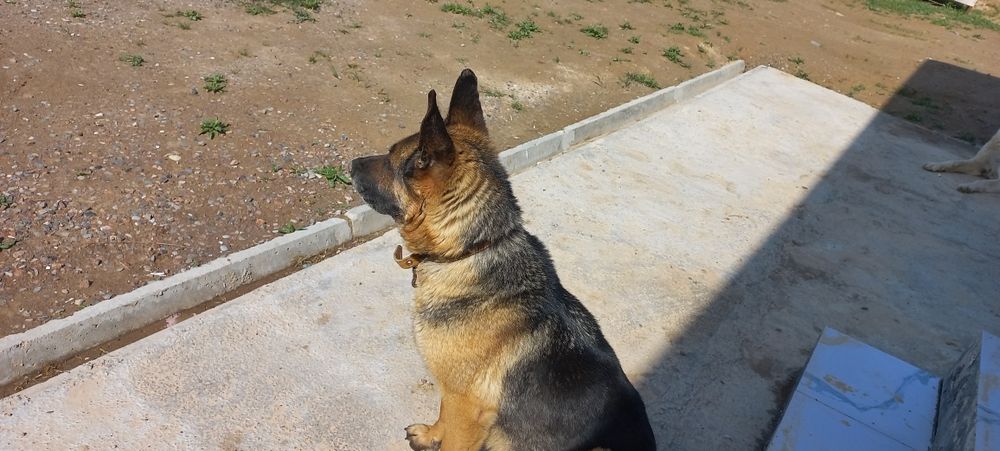 Афчарка камандаси бор,ургочи