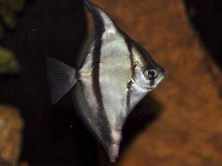 Монодактил себа или Полосатая ласточка