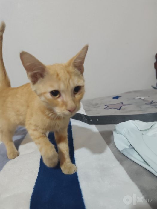 Отдадим кота лаского