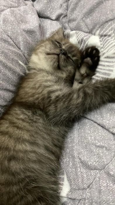 Отдам котенка в добрые руки