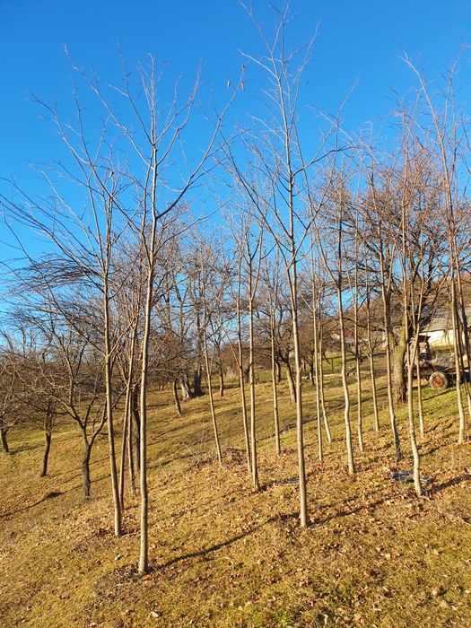 Mesteacan alb, tei argintiu, stejar verde, platani, frasin