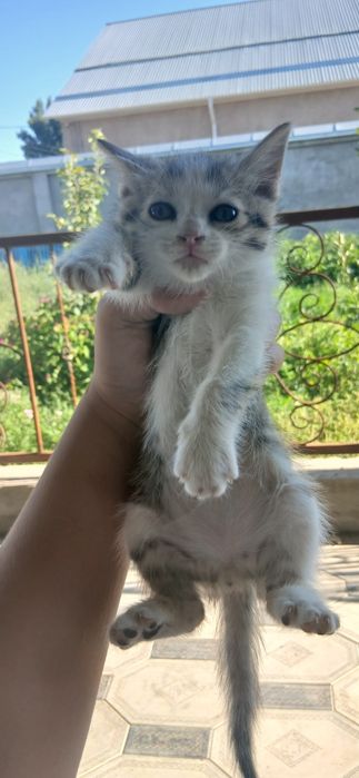 Отдадим котят в добрые руки