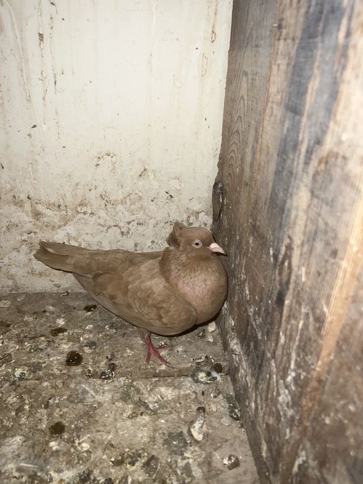 Голубка жёлтая