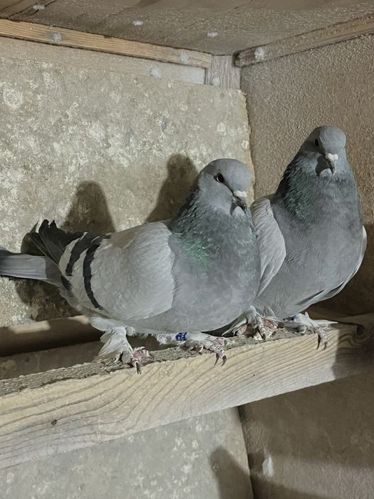 Голуби „Турецкая Такла"