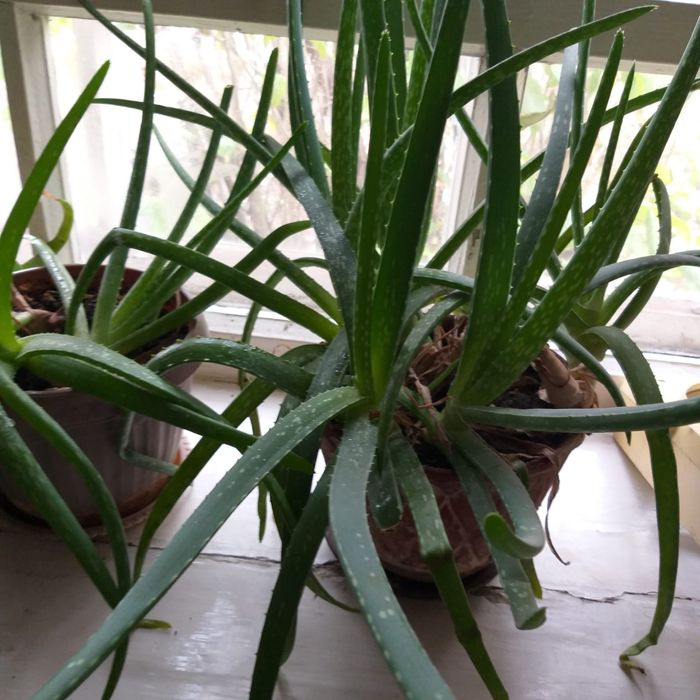 Продам алоэ большое