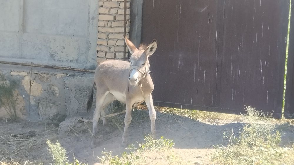 Она бола эшак сотилади