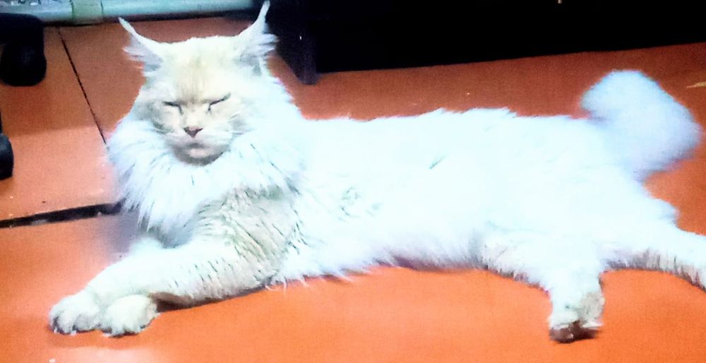 Продам котика Мейн Кун es11