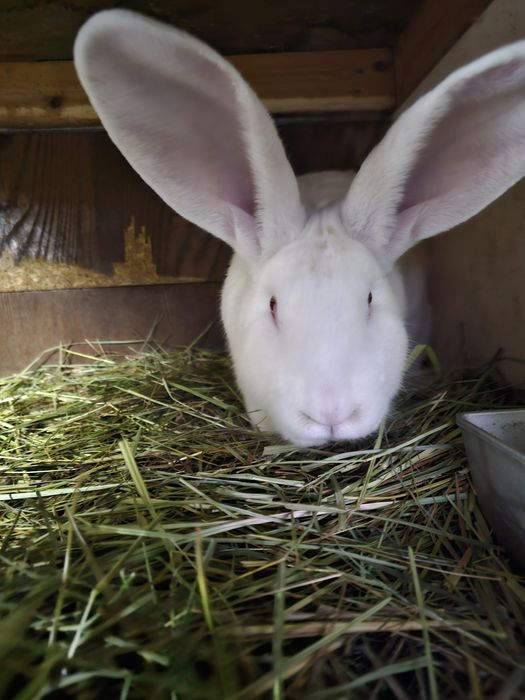 Продаётся  молодой  самец породы  Фландер.