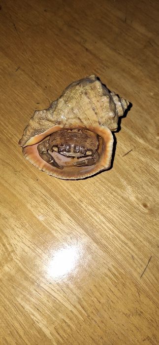 Стеклянные шары и статуэтки. Оникс.