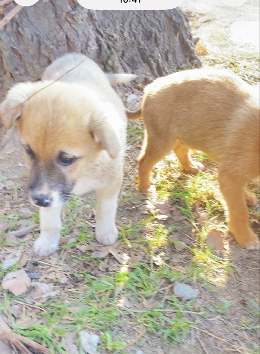 Одам в добрые руки щенков