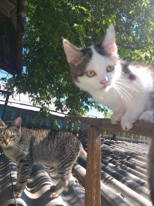 Котейки от бабушки