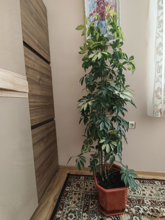 Голяма Шефлера, 1.50м