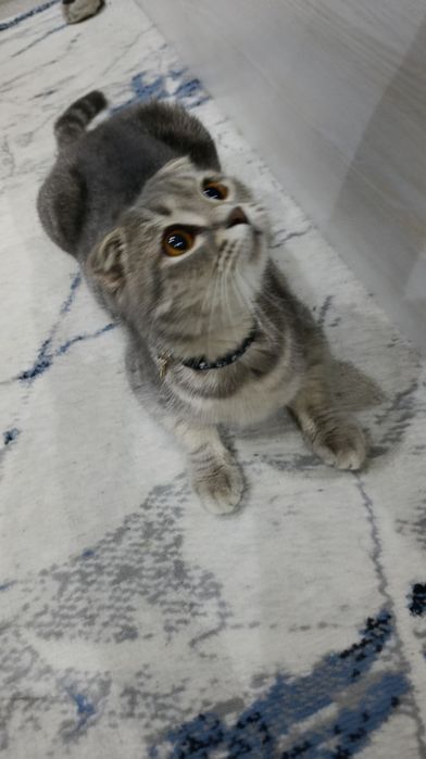 Скоттиш фолд Мушуги сотилади 1.5 ёш, (Blue Silver) Scottish Fold