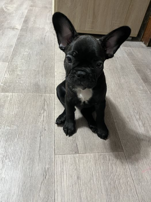 Продам Французский бульдог девочка