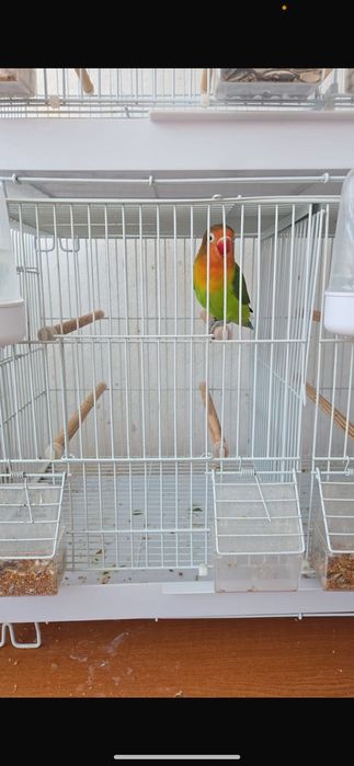 Papagali de vînzare