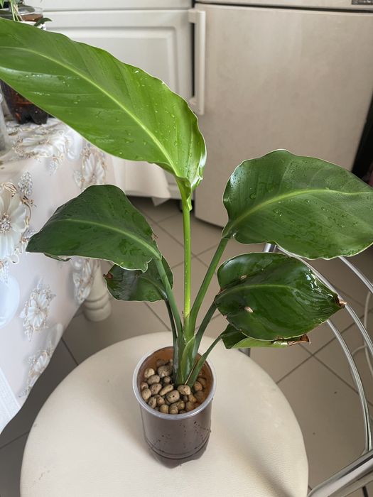 Продам комнатные цветы