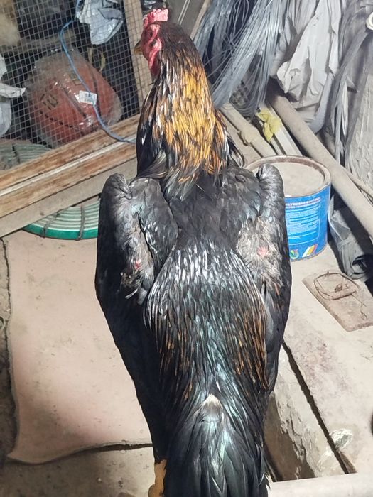 Хуроз тоза карейс зотидан