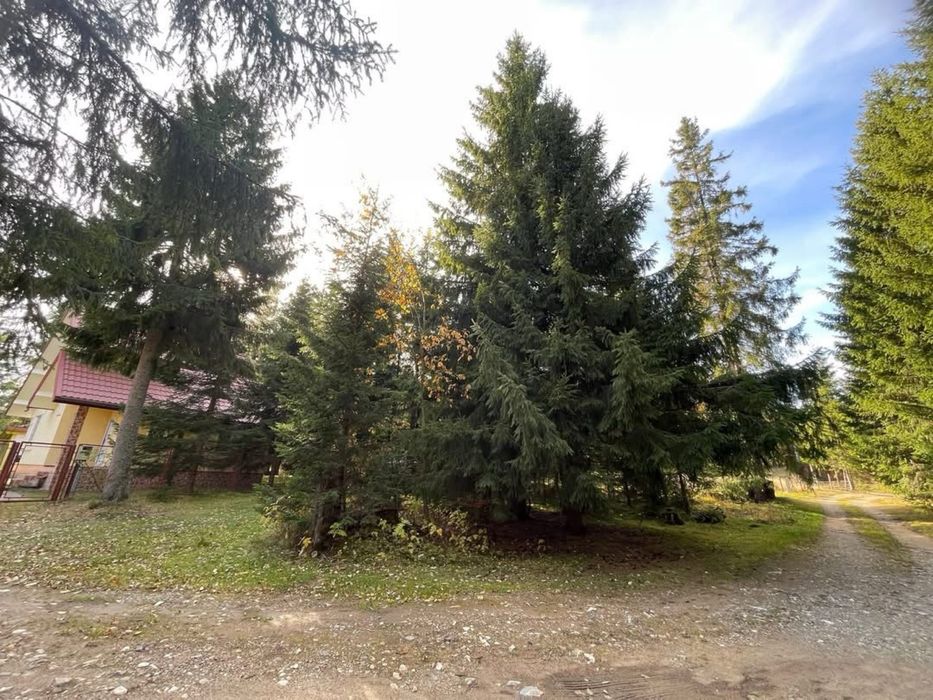 Teren Baisoara/Buscat