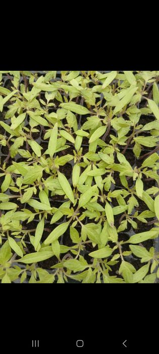 Rosii "Paris" de vanzare