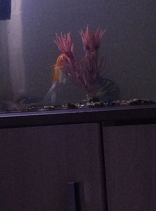 Яркий карп кое золотистый