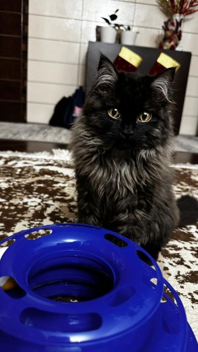 Отдадим котика в добрые руки!