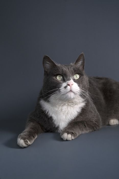 Котик Мультик в поиске дома