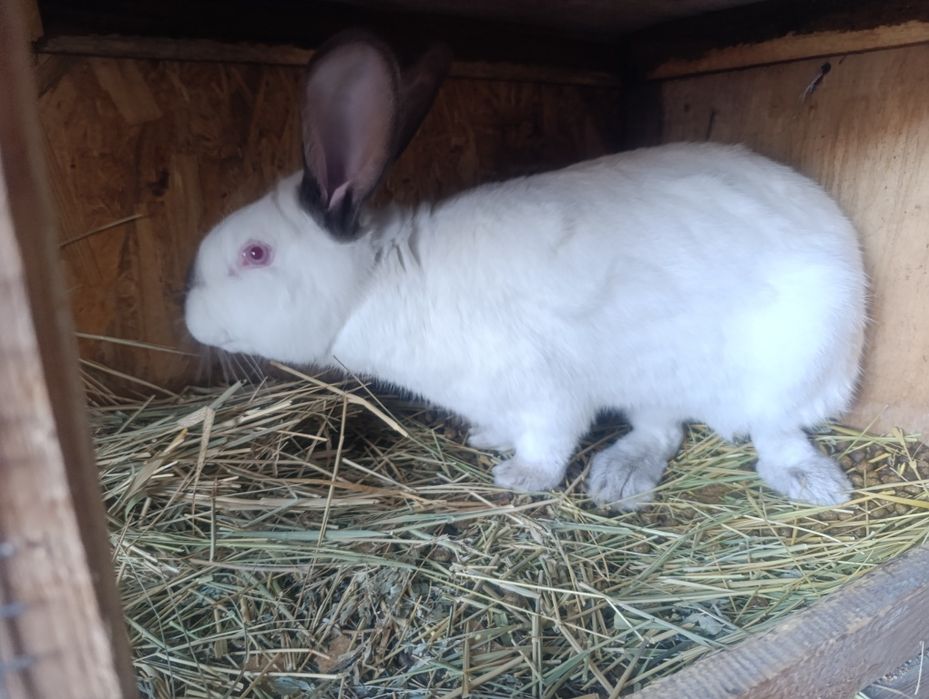 Продам кроликов самцы