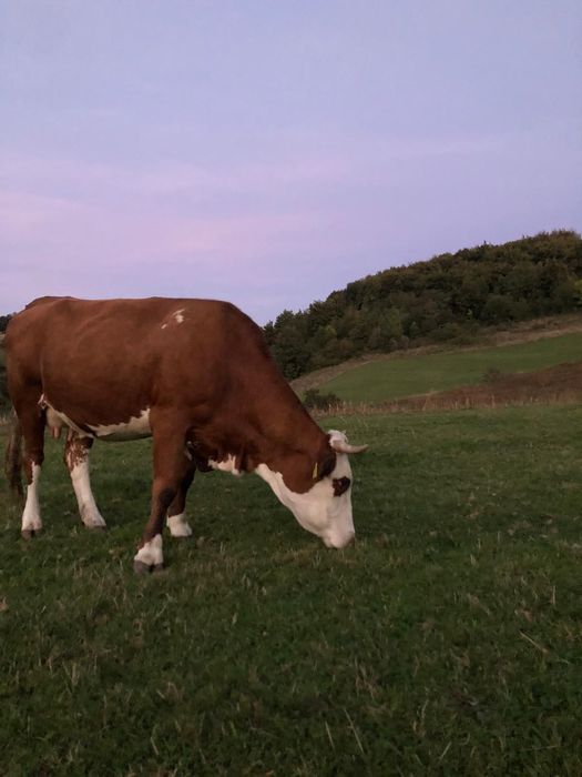 Vaca de vânzare .