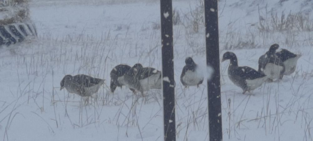 Продам домашних гусей