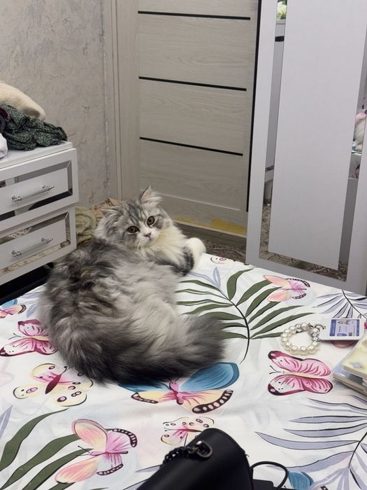 Продам кота порода Хайленд