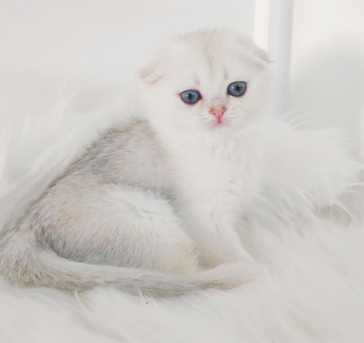 КоТяТа  ШотЛанДскиЕ