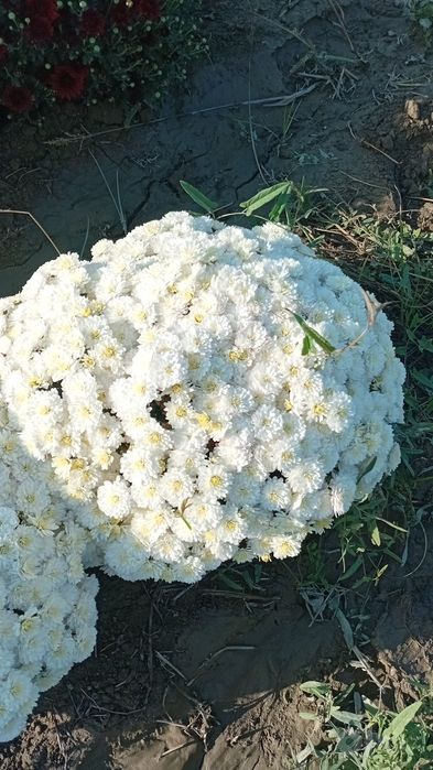 Гулобус гул сотилади