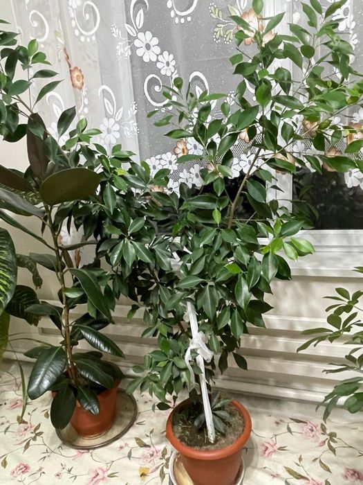 цветы домашние