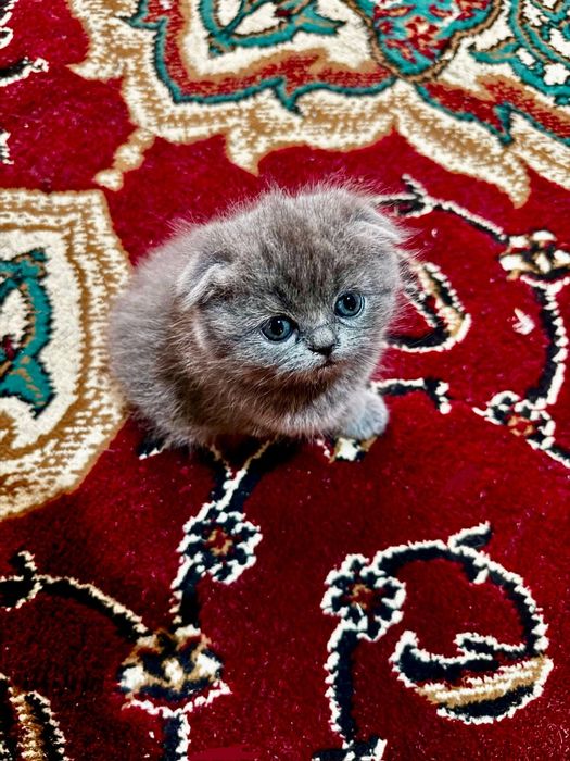 Scottish fold 1 dona tug'ulgan