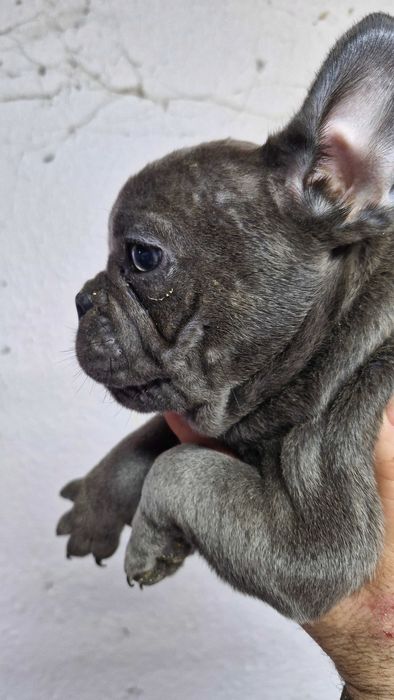 Френски булдочета сини