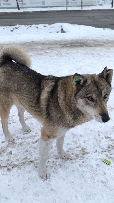 Лайка мальчик в добрые руки