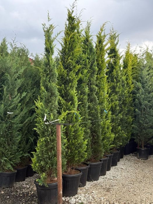 Laura englezesc leylandi chiparos