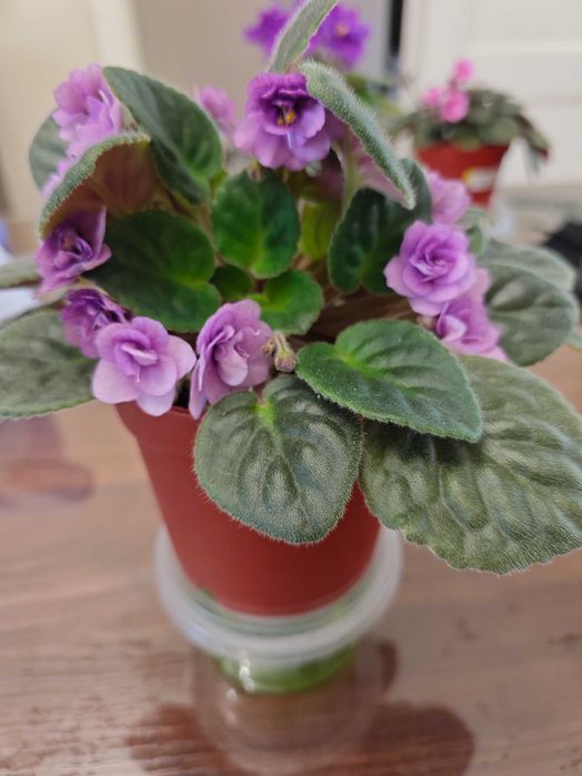 Продаются цветы - Фиалки