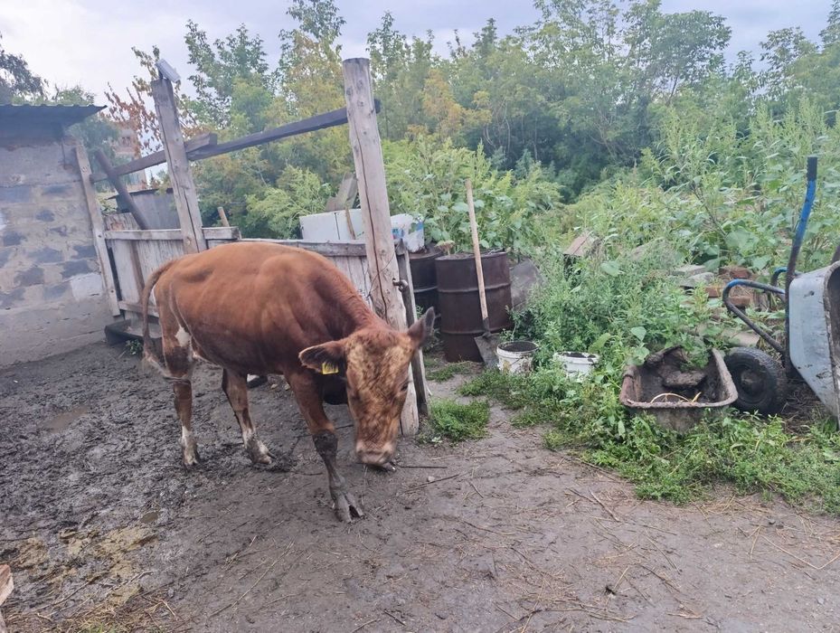 Продам бычков 1.5